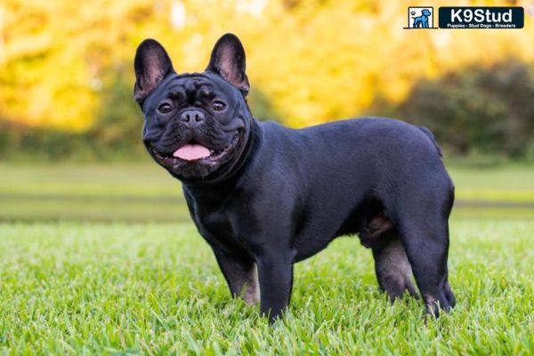 Brindle Frenchie running in a field