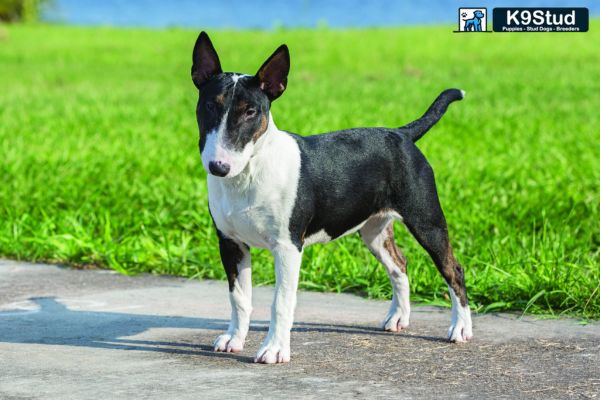 A Blue Fawn Frenchie stands outside on a sidewalk