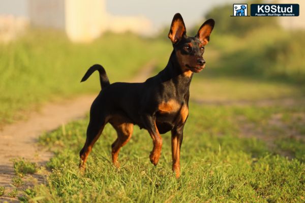 A Blue Fawn Frenchie stands outside on a sidewalk