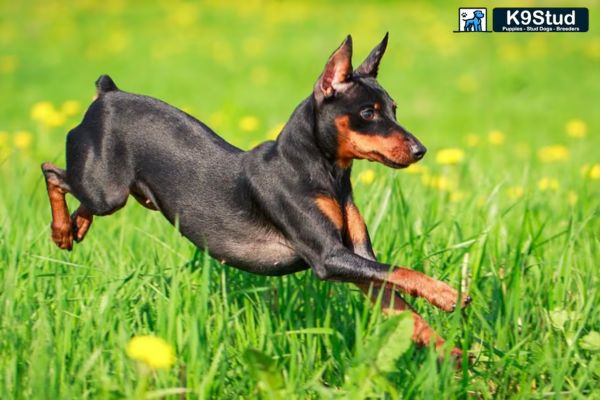 Brindle Frenchie running in a field