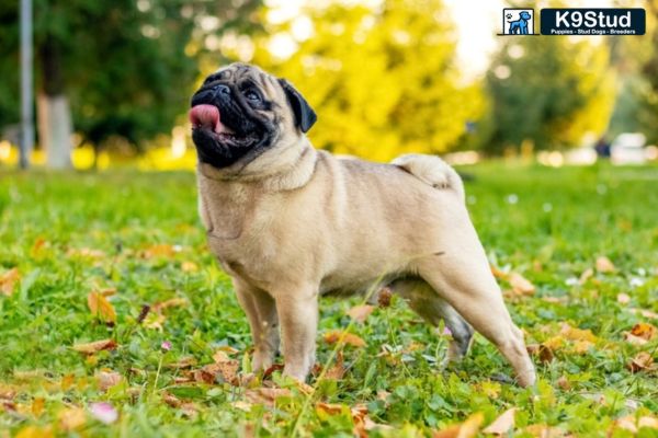 Brindle Frenchie running in a field