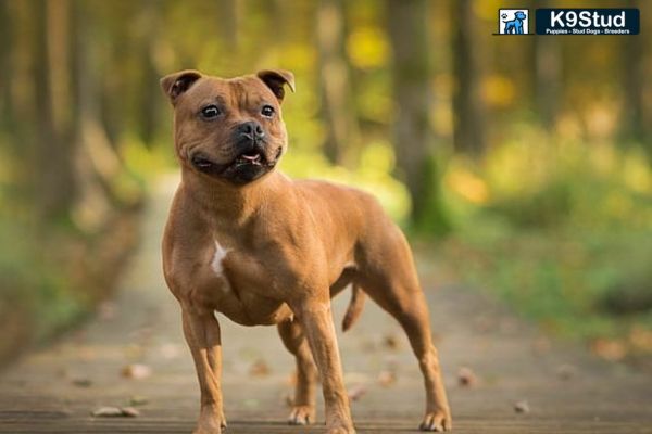 Brindle Frenchie running in a field