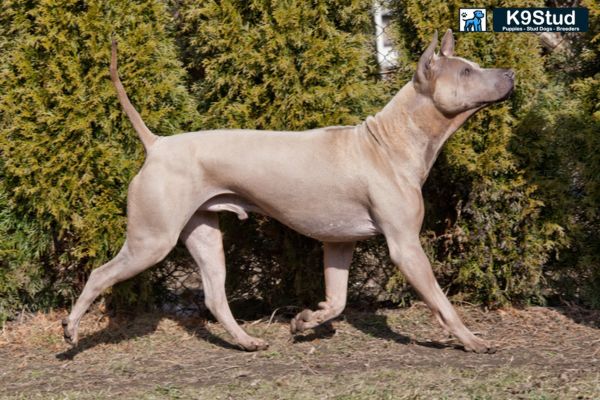 A Blue Fawn Frenchie stands outside on a sidewalk