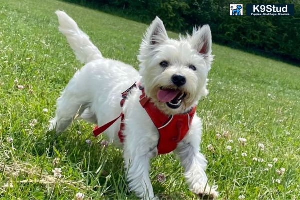 Brindle Frenchie running in a field