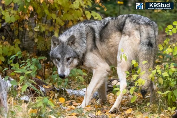 Wolf Dog Puppies for Sale In Florida - K9Stud