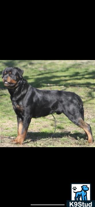 Rottweiler guessed by k9stud ai