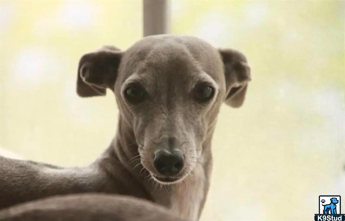 Italian greyhound guessed by k9stud ai