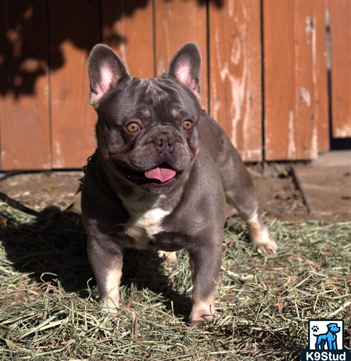 French bulldog guessed by k9stud ai