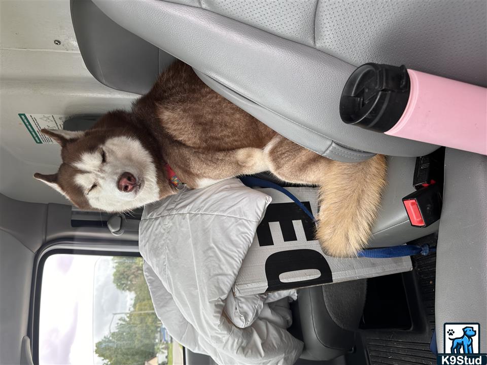 seat belt, seatbelt guessed by k9stud ai