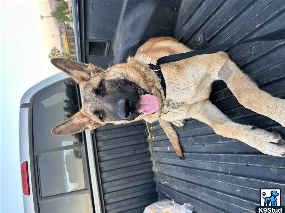 malinois guessed by k9stud ai