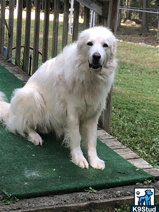 Great Pyrenees guessed by k9stud ai